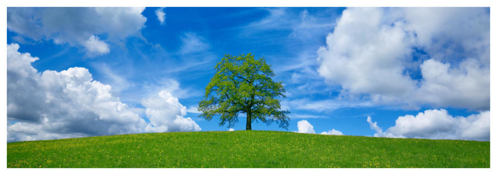 Oak and clouds, Bavaria, Germany-Paper Art-74"x26"