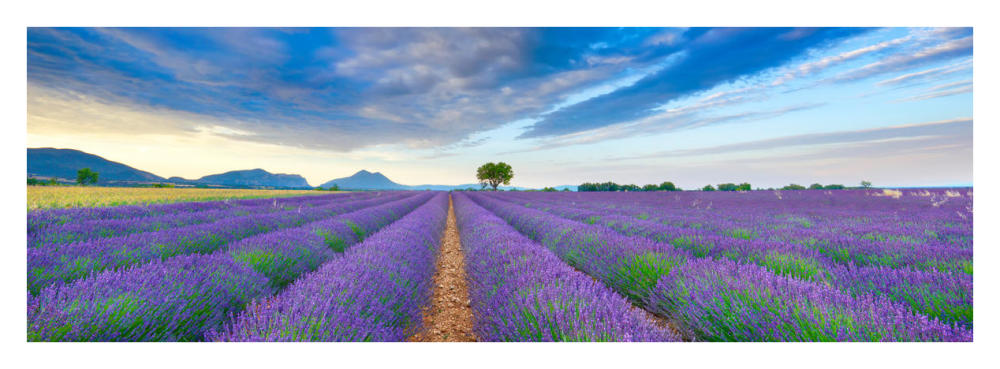 Lavender Field, France-Paper Art-38"x14"