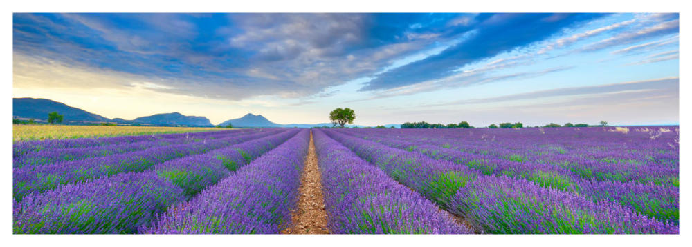 Lavender Field, France-Paper Art-56"x20"