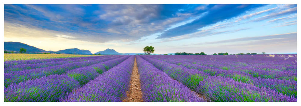 Lavender Field, France-Paper Art-74"x26"