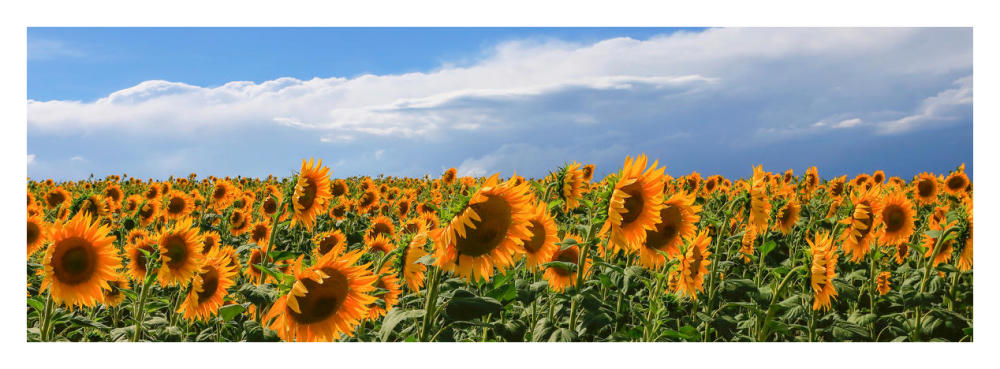 Girasoli in Val D'Orcia-Paper Art-38"x14"