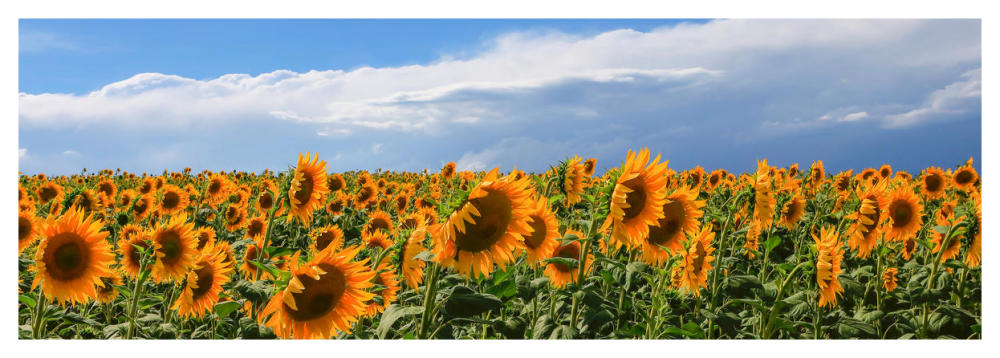 Girasoli in Val D'Orcia-Paper Art-56"x20"