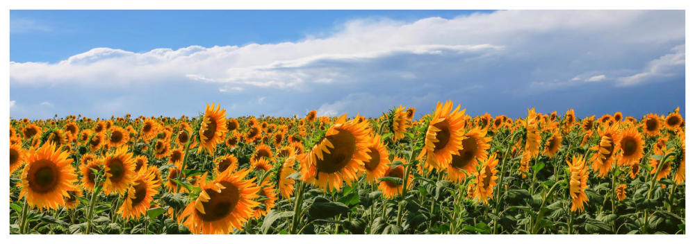 Girasoli in Val D'Orcia-Paper Art-74"x26"