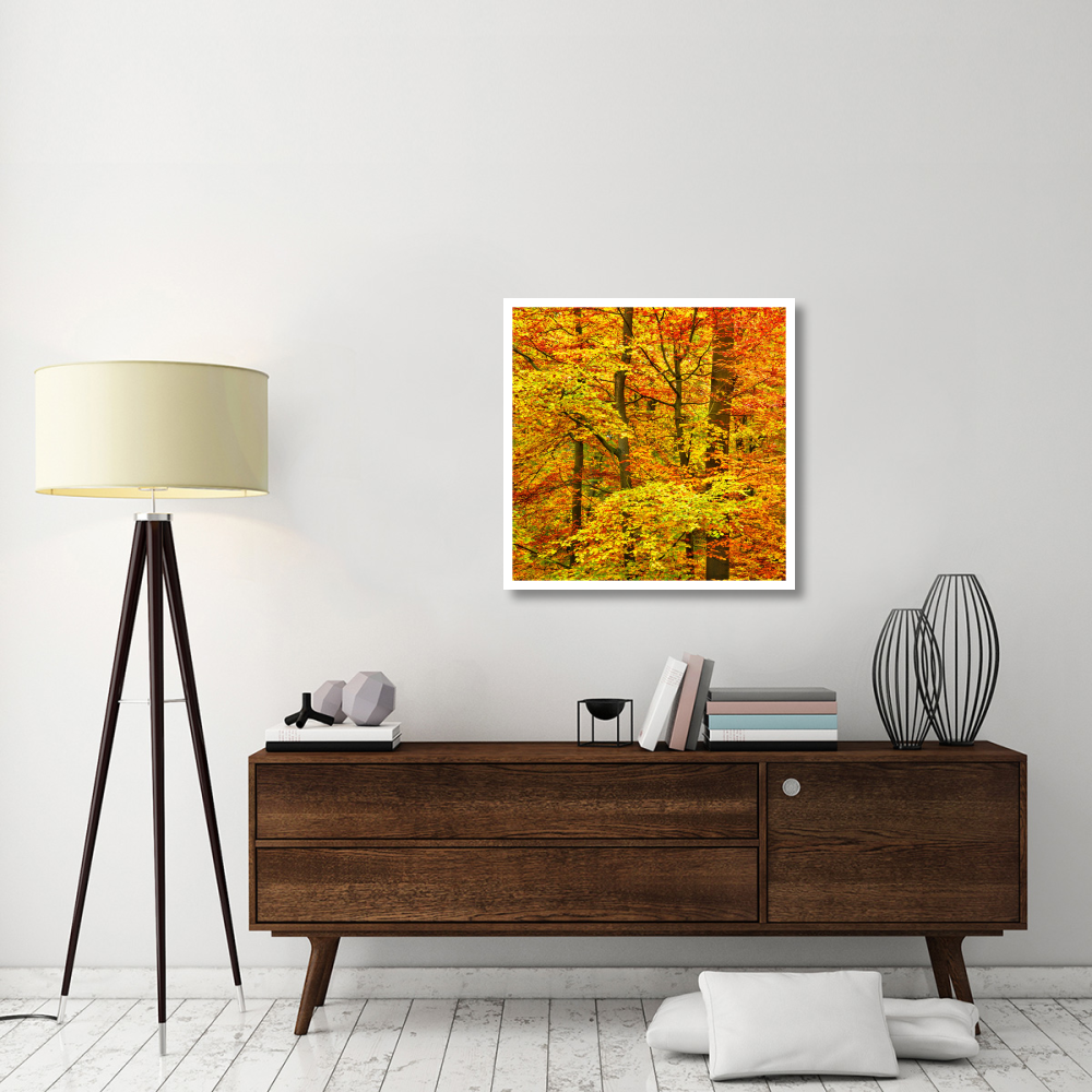 Triptych - Beech forest in autumn, Kassel, Germany - Left Panel-Paper Art-32&quotx32"