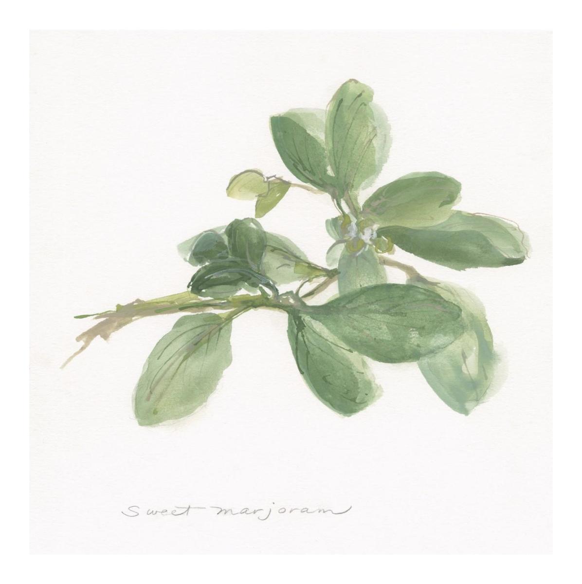 Sweet Marjoram -Paper Art-20""X20""