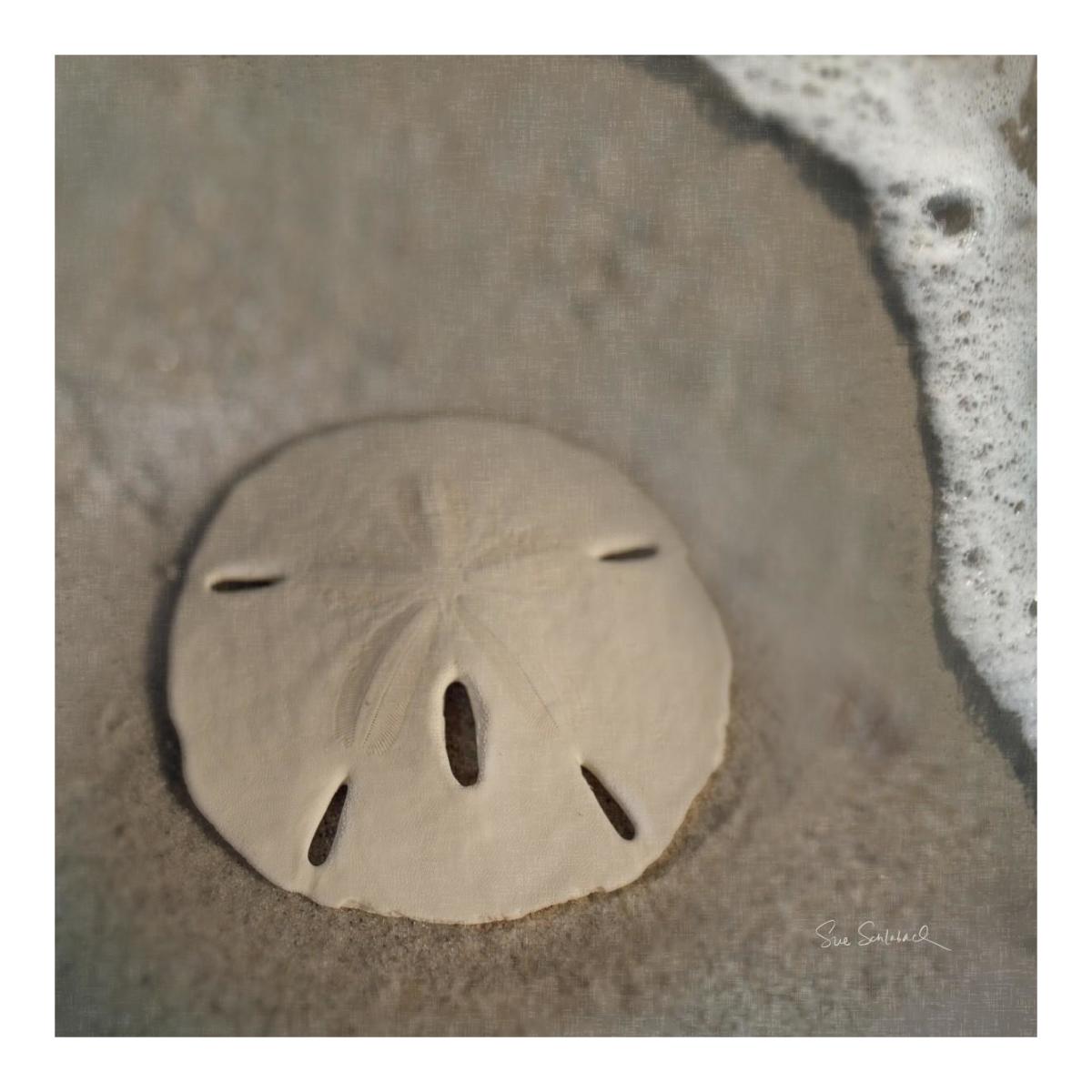 Sand Surf Sand Dollar -Paper Art-20"x20"