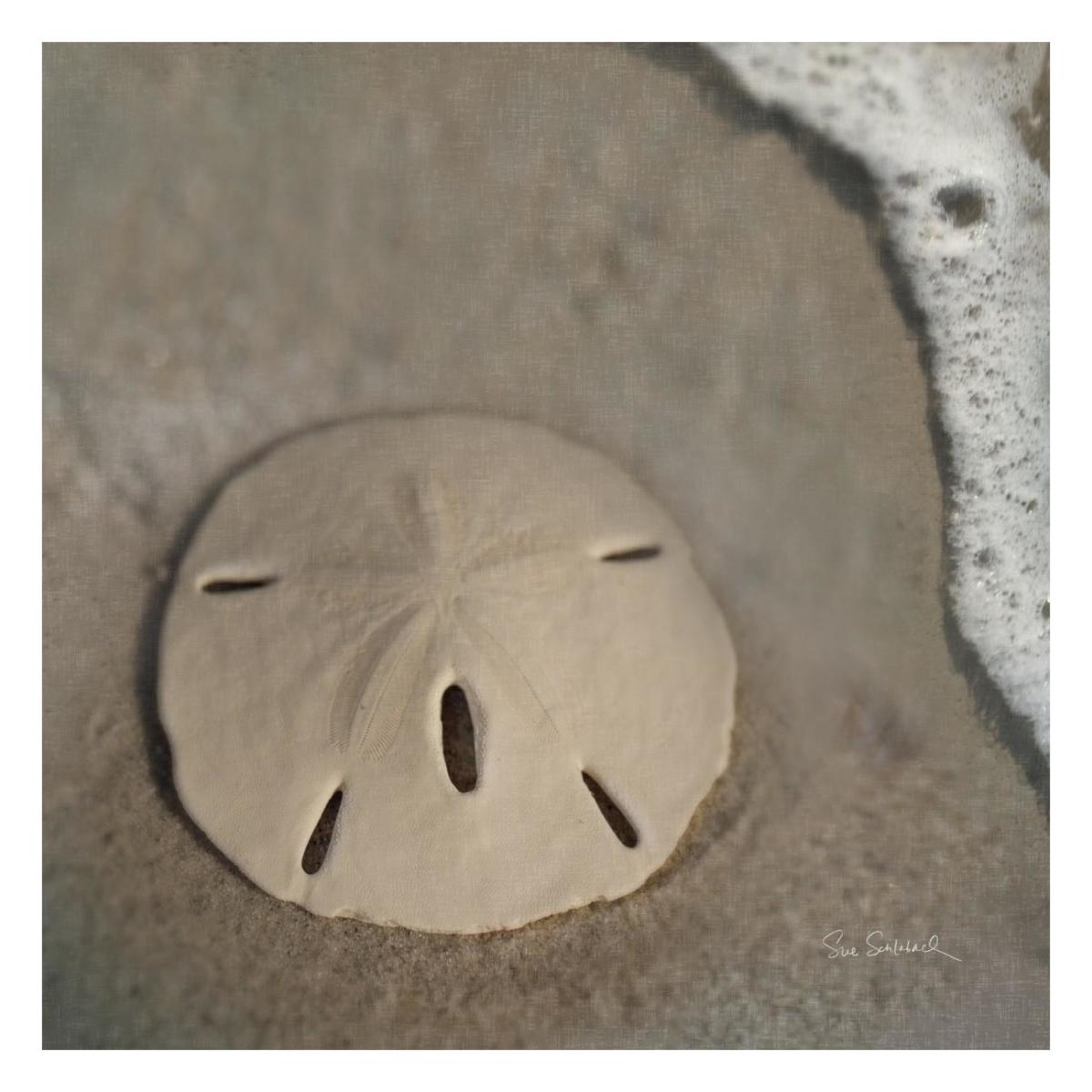 Sand Surf Sand Dollar -Paper Art-26"x26"