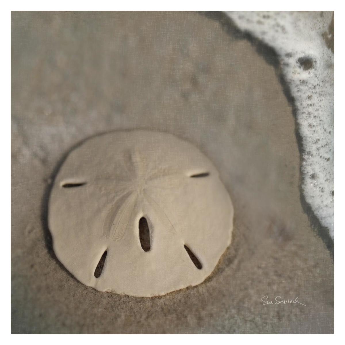 Sand Surf Sand Dollar -Paper Art-32"x32"