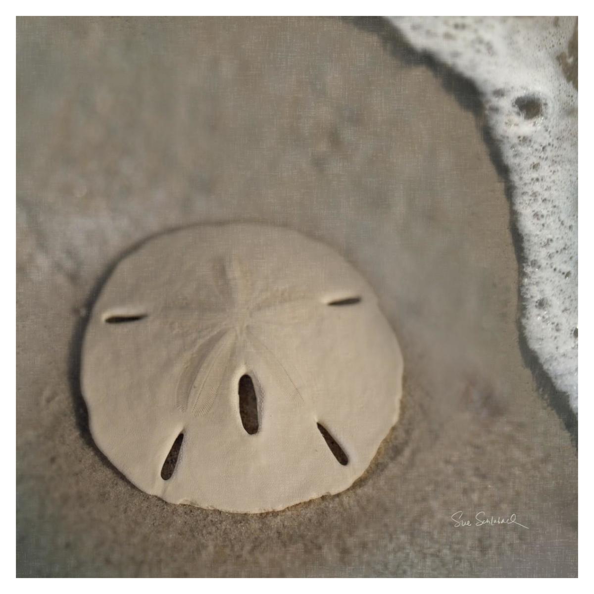 Sand Surf Sand Dollar -Paper Art-38"x38"