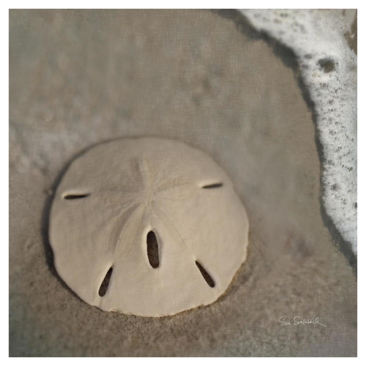 Sand Surf Sand Dollar -Paper Art-42"x42"