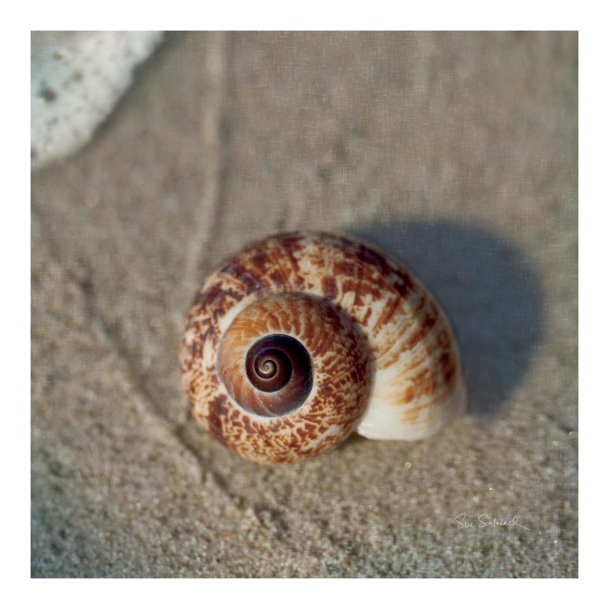 Sand Surf Shell -Paper Art-20"x20"