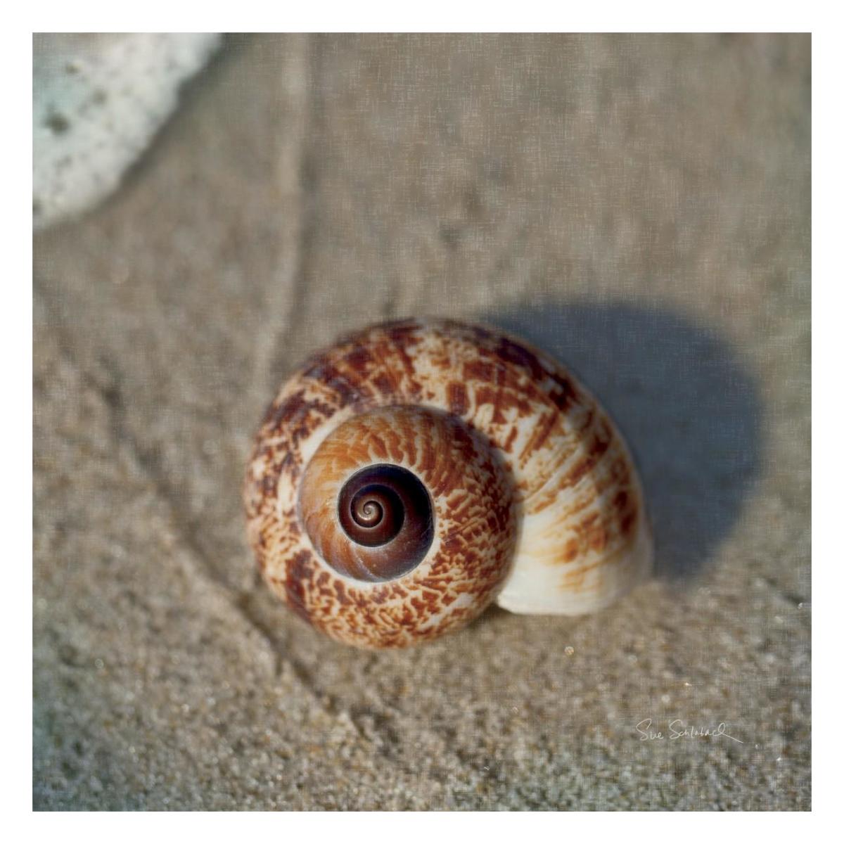 Sand Surf Shell -Paper Art-26"x26"
