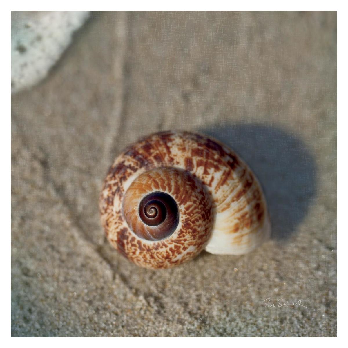 Sand Surf Shell -Paper Art-32"x32"