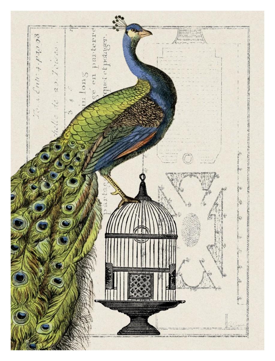 Peacock Birdcage I -Paper Art-26"x34"