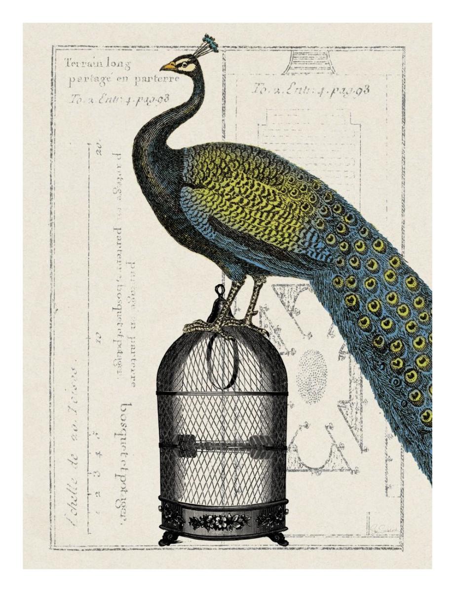 Peacock Birdcage II -Paper Art-20"x26"