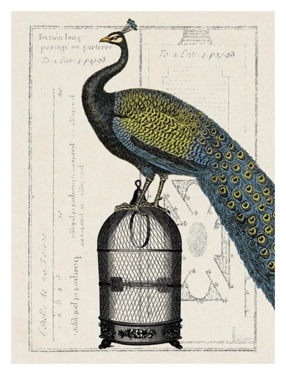 Peacock Birdcage II -Paper Art-26"x34"