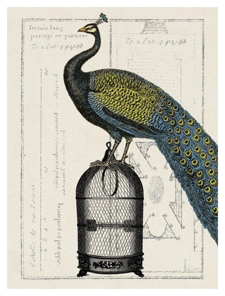 Peacock Birdcage II -Paper Art-32"x42"