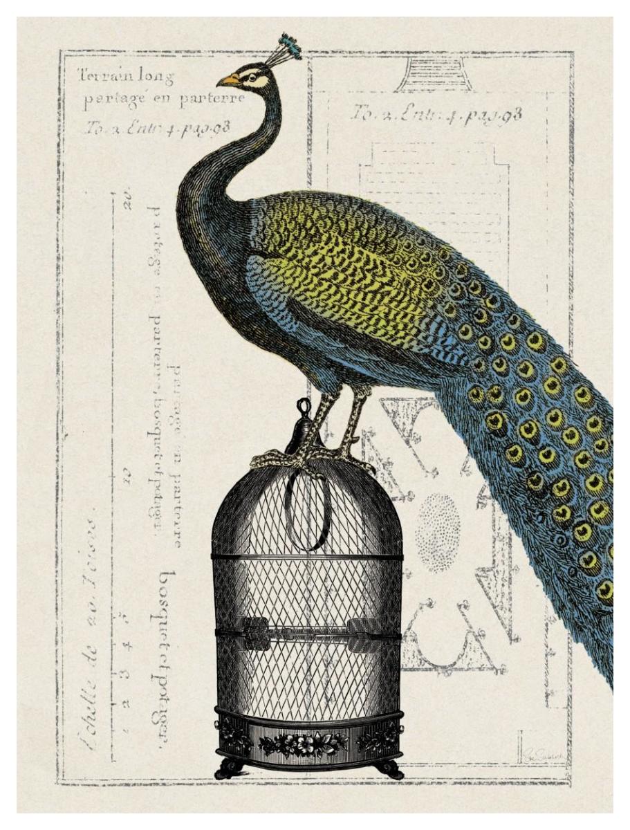 Peacock Birdcage II -Paper Art-38"x50"