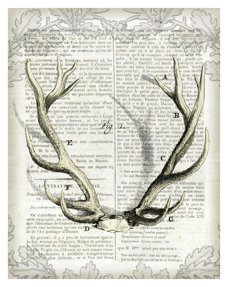 Regal Antlers on Newsprint I -Paper Art-30"x37"