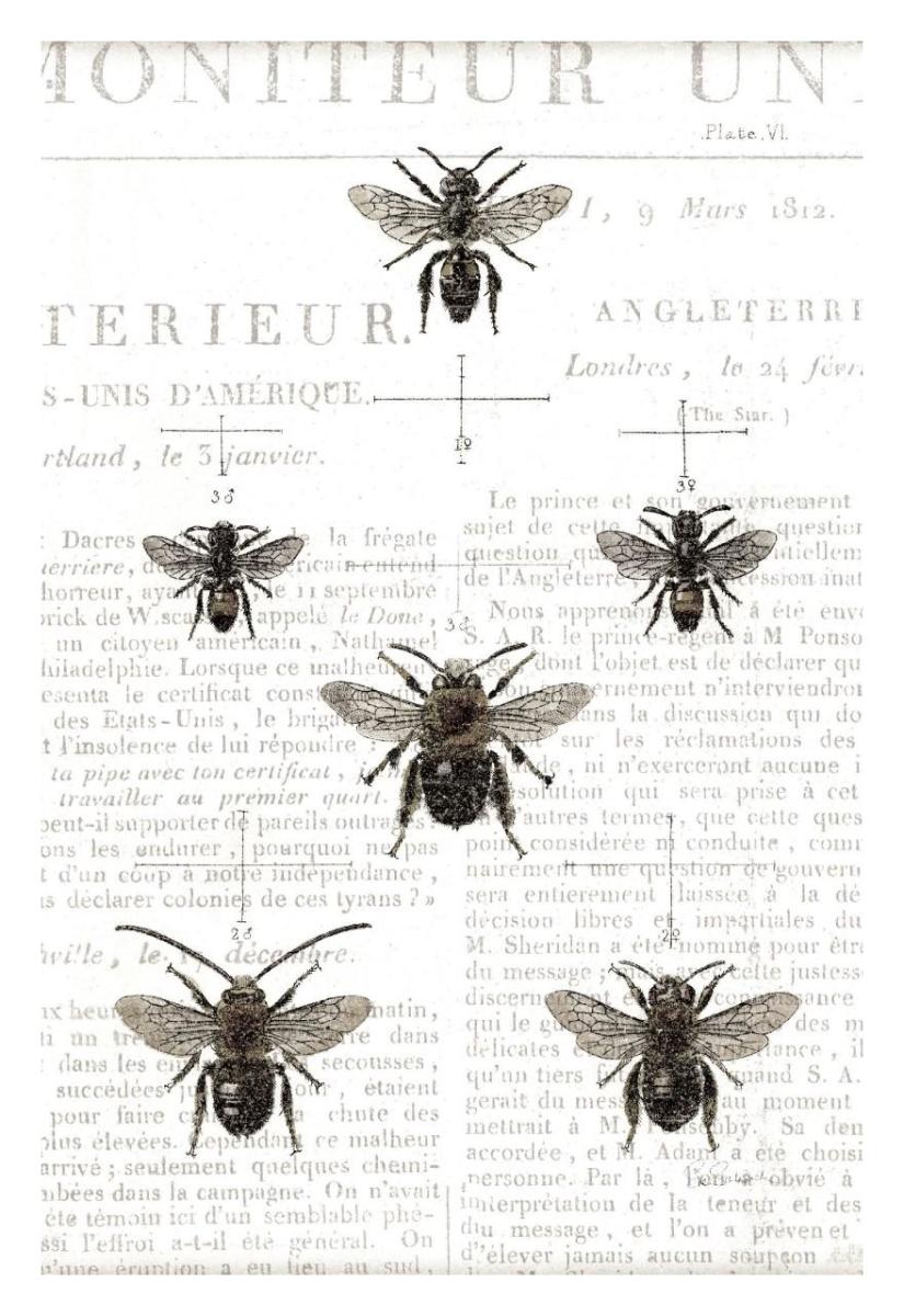 Bee Botanical Gray -Paper Art-22"x32"