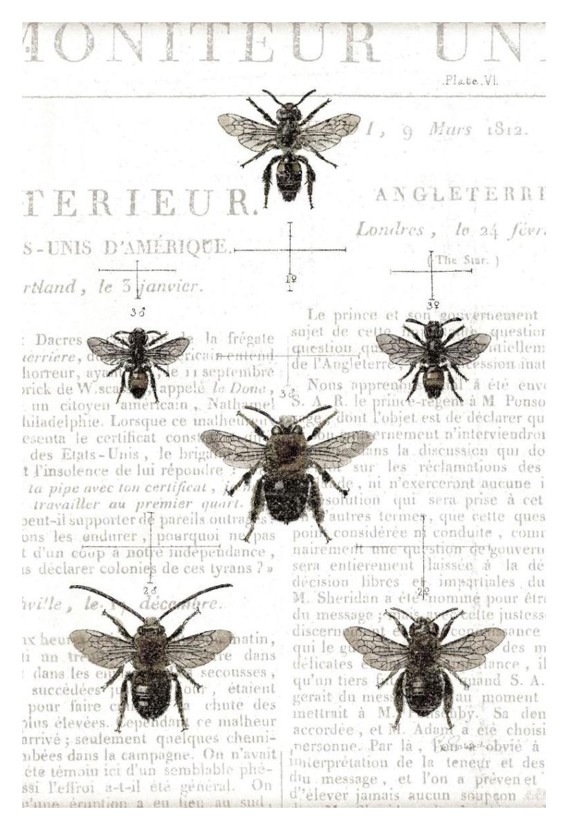Bee Botanical Gray -Paper Art-26"x38"