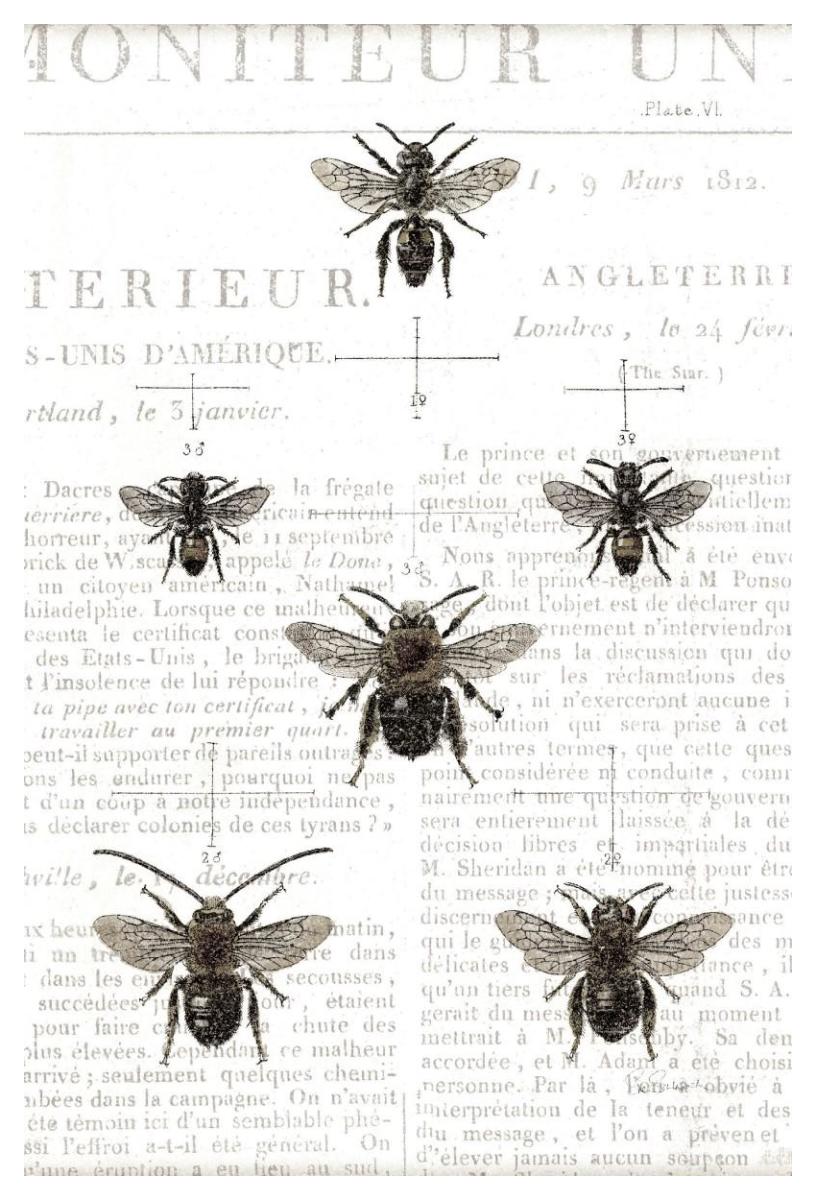 Bee Botanical Gray -Paper Art-34"x50"