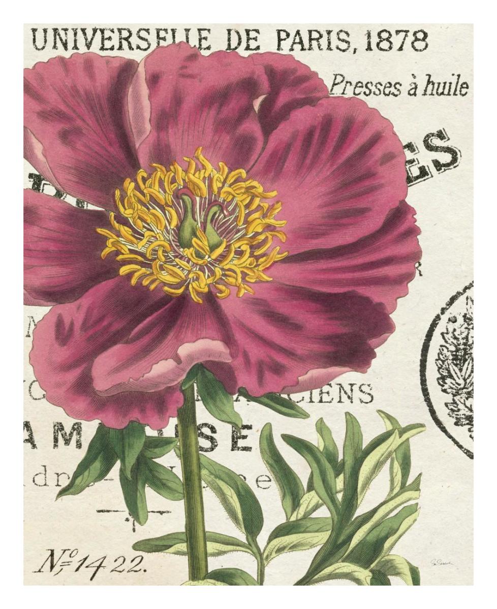 Peony Botany -Paper Art-22"x26"
