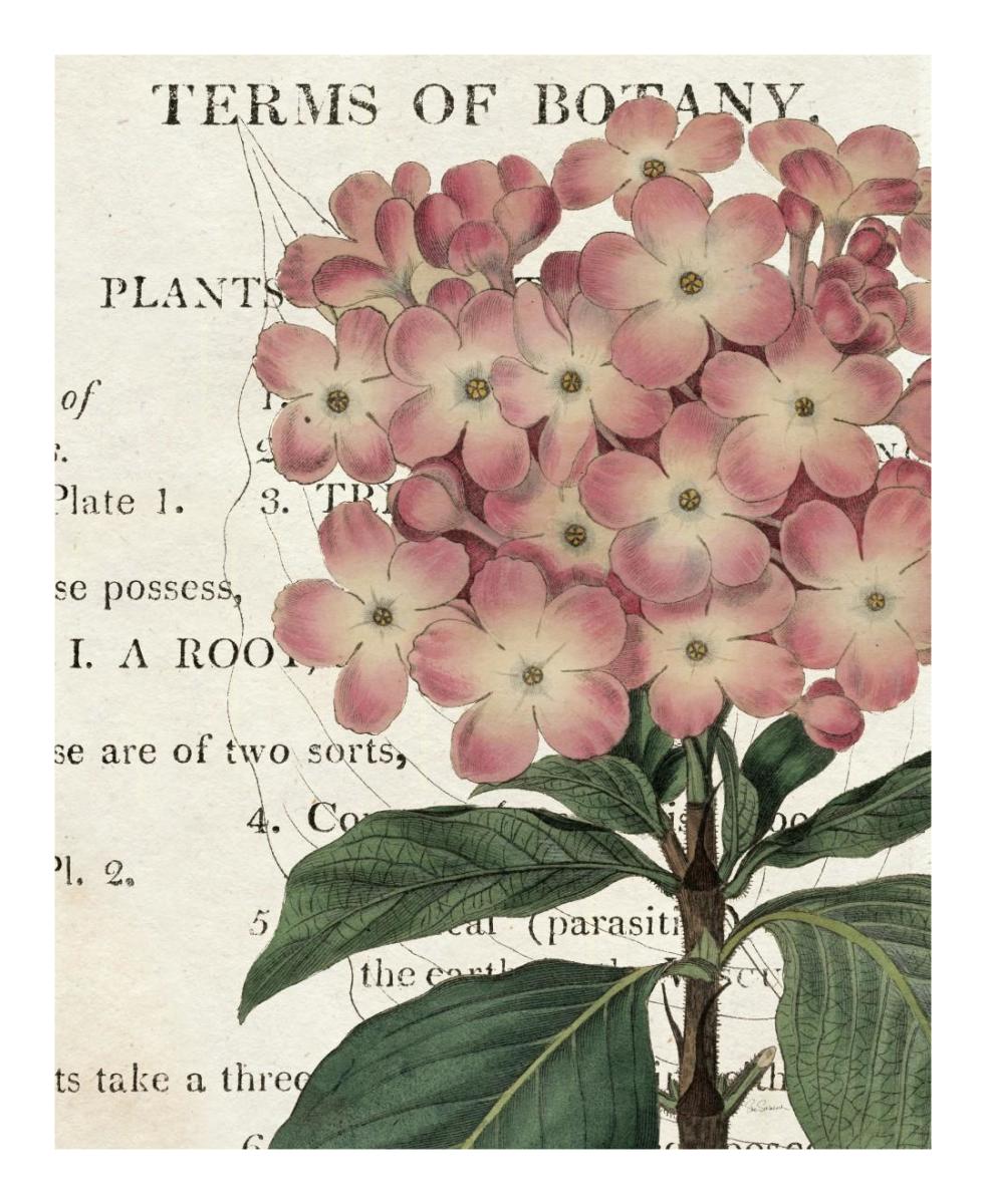 Bicolor Phlox Botany -Paper Art-18"x22"