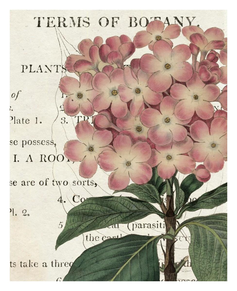 Bicolor Phlox Botany -Paper Art-24"x30"