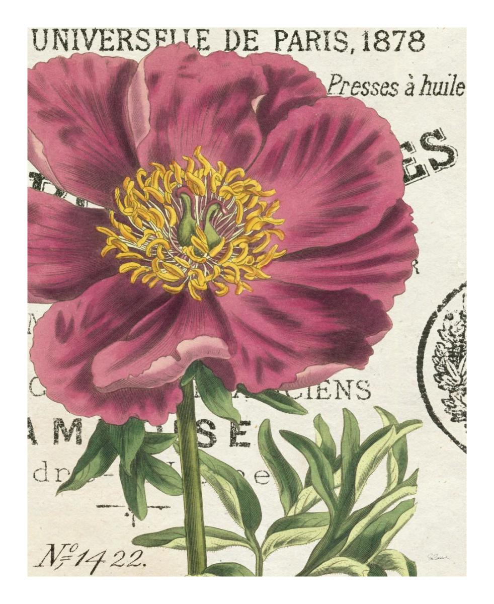 Peony Botany -Paper Art-18"x22"