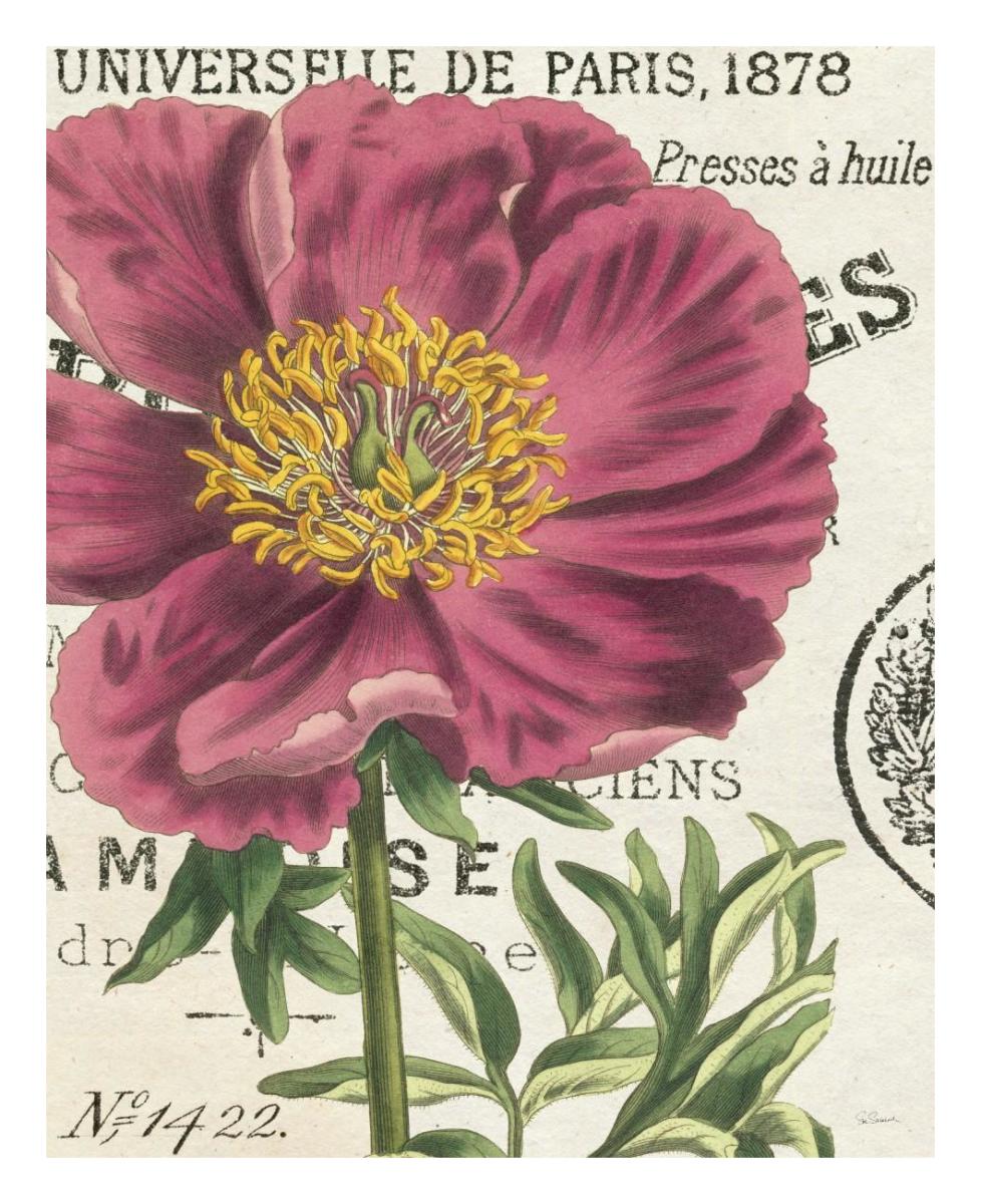 Peony Botany -Paper Art-22"x26"