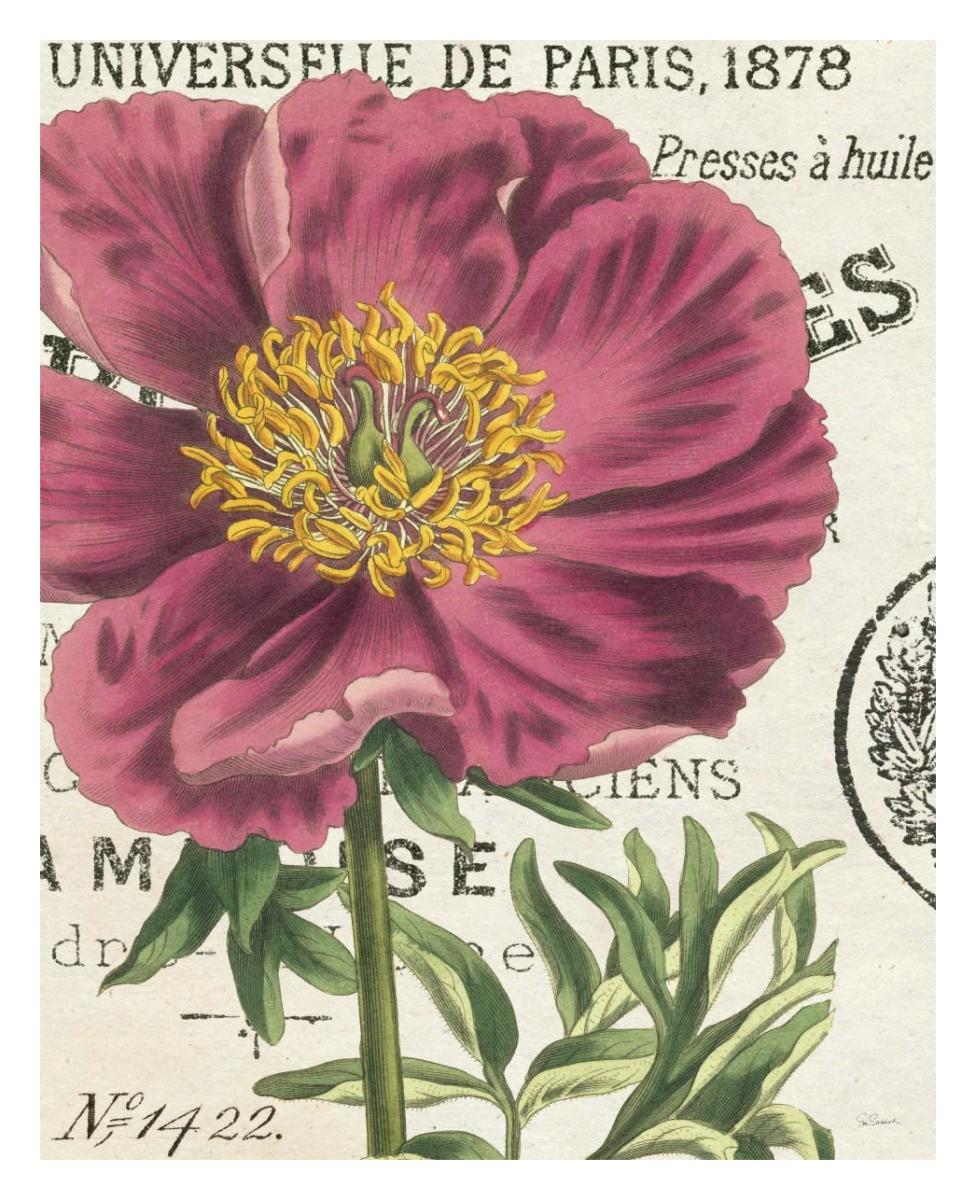 Peony Botany -Paper Art-24"x30"