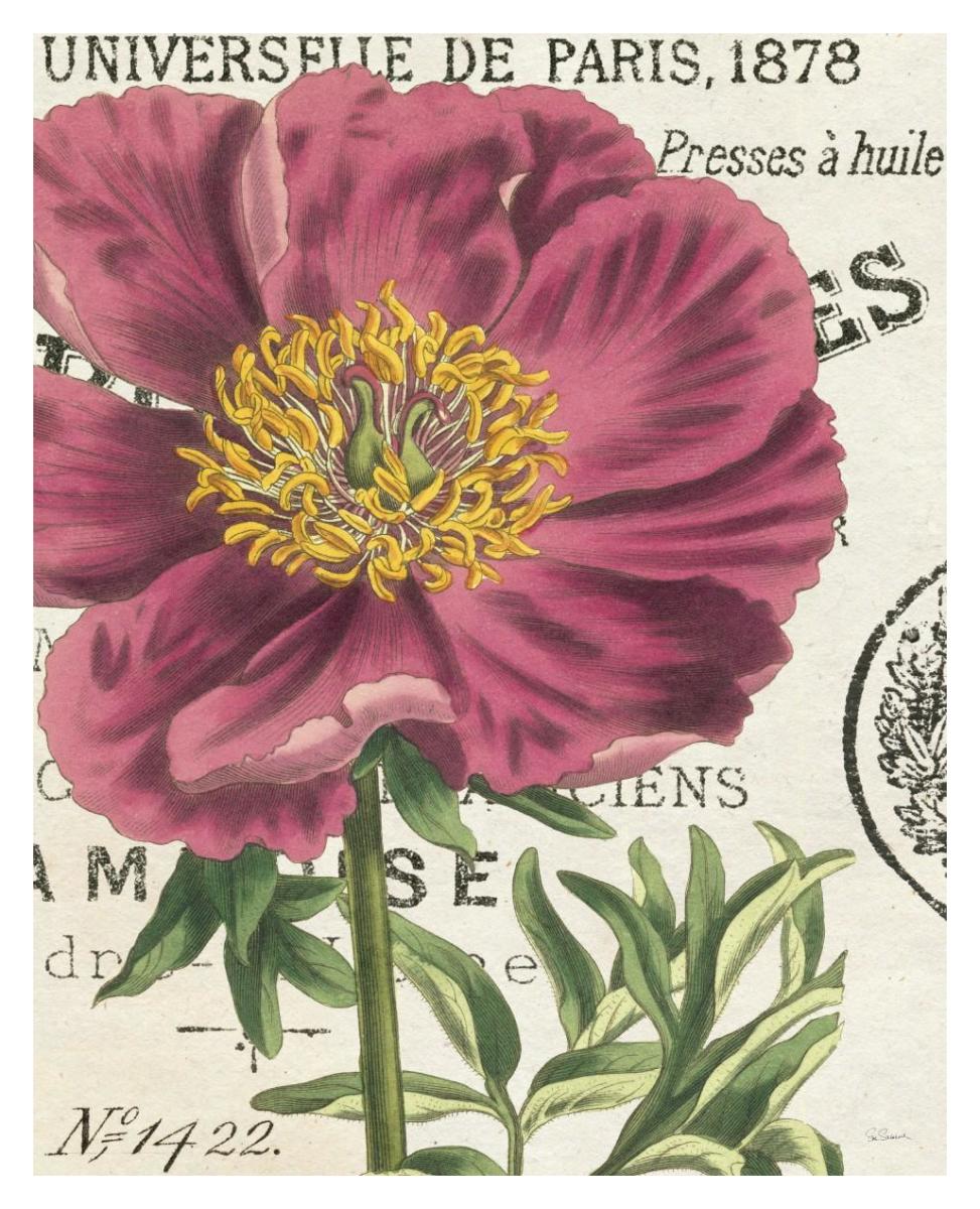 Peony Botany -Paper Art-30"x37"