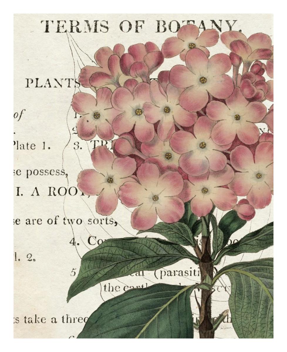 Bicolor Phlox Botany -Paper Art-22"x26"