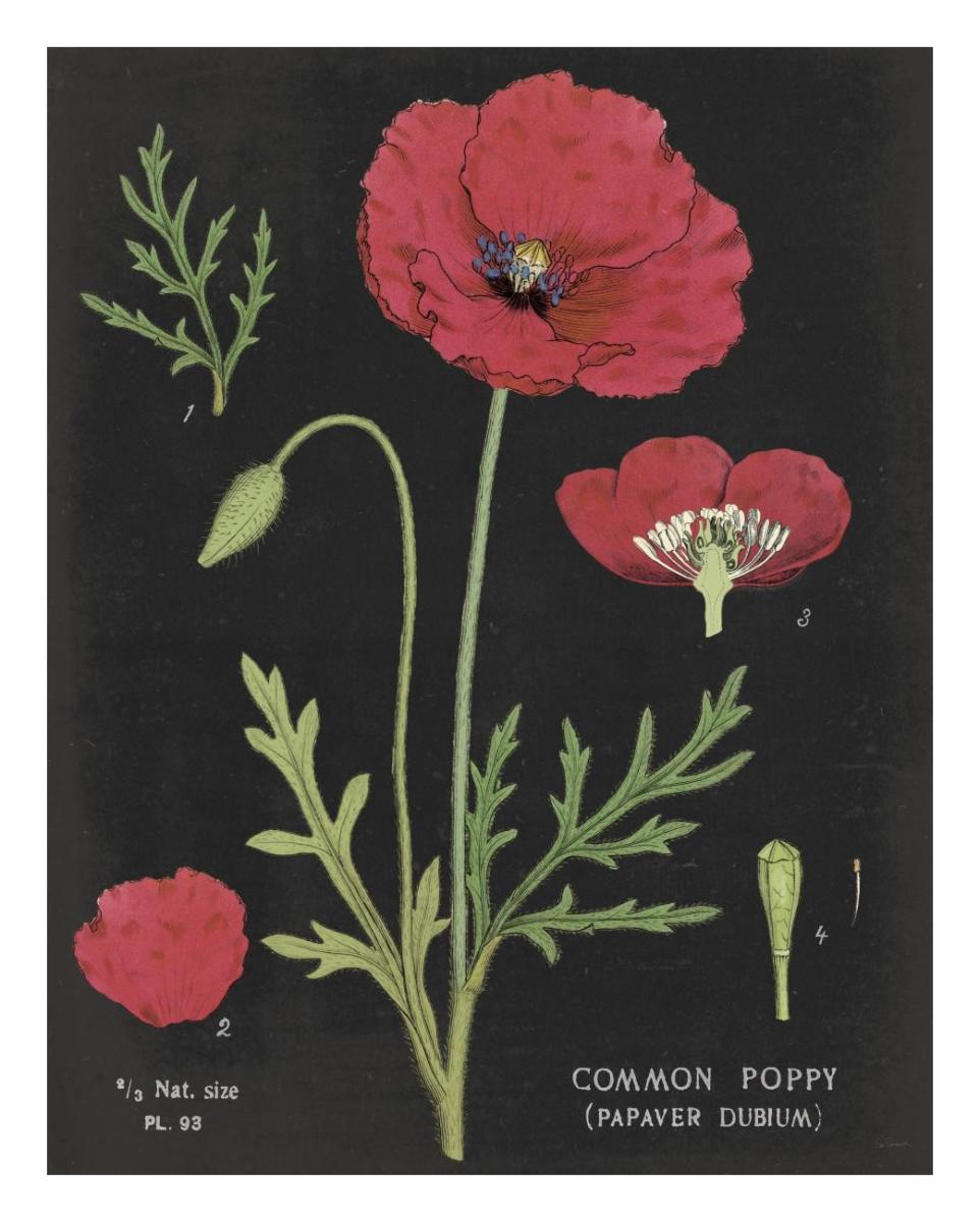 Poppy Chart -Paper Art-22"x26"