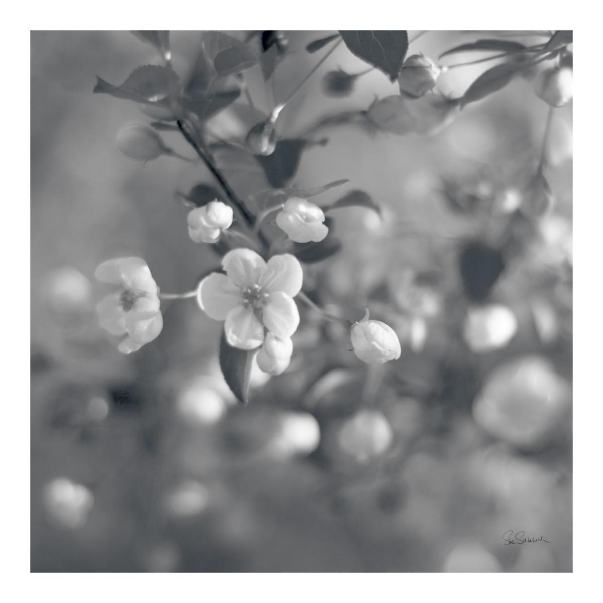 Blush Blossoms I Square BW -Paper Art-20"x20"