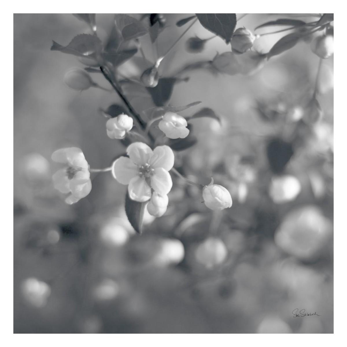 Blush Blossoms I Square BW -Paper Art-26"x26"