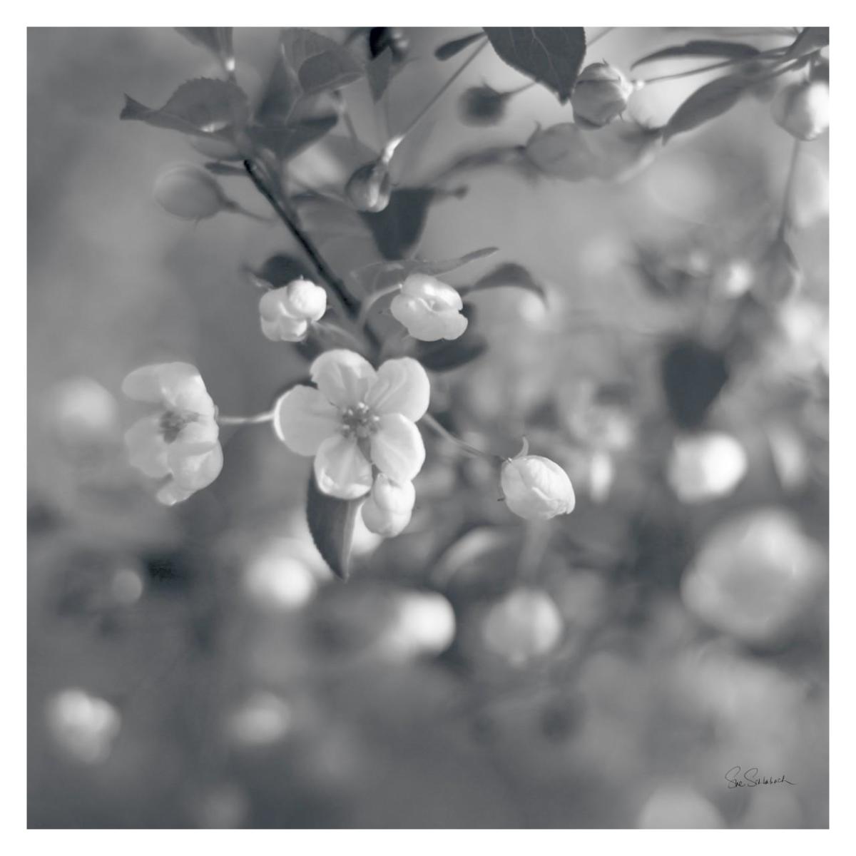 Blush Blossoms I Square BW -Paper Art-32"x32"