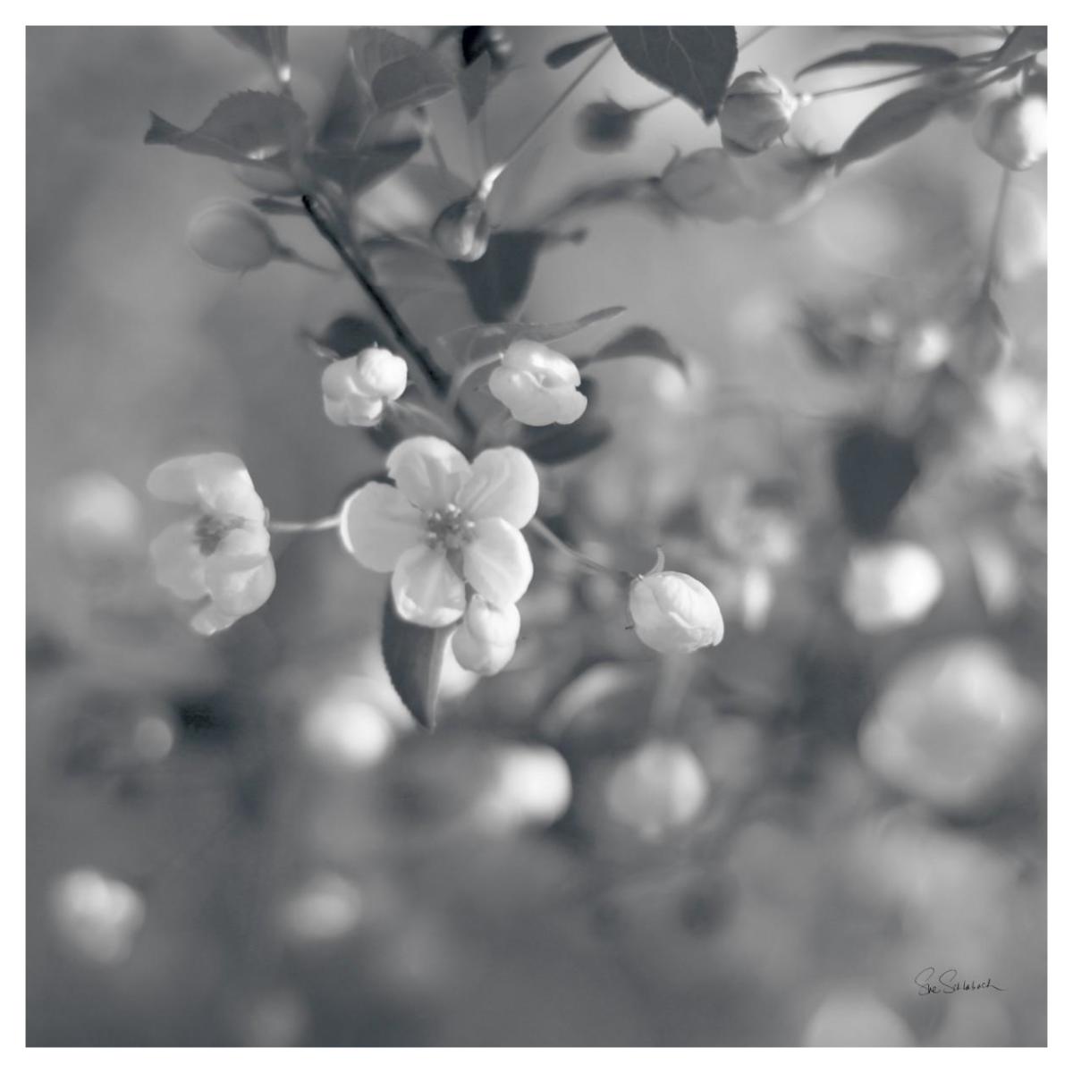 Blush Blossoms I Square BW -Paper Art-42"x42"