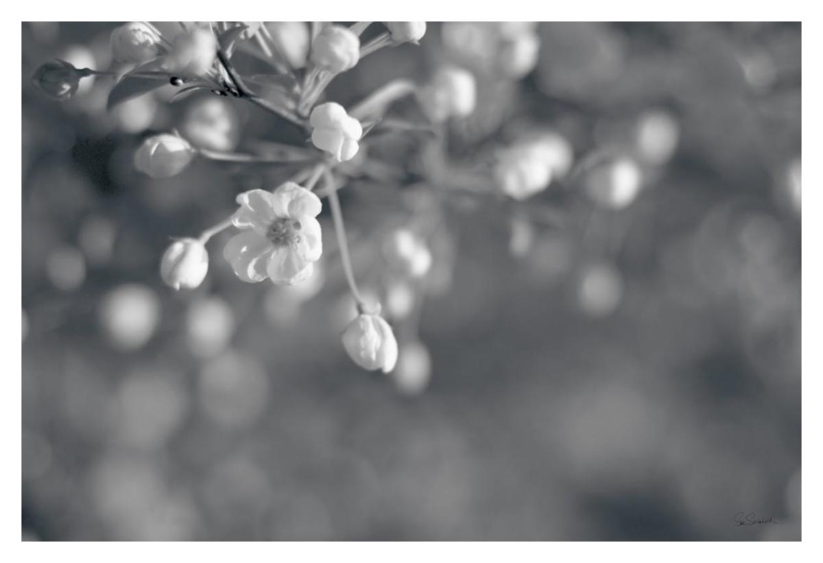 Blush Blossoms II BW -Paper Art-20"x14"