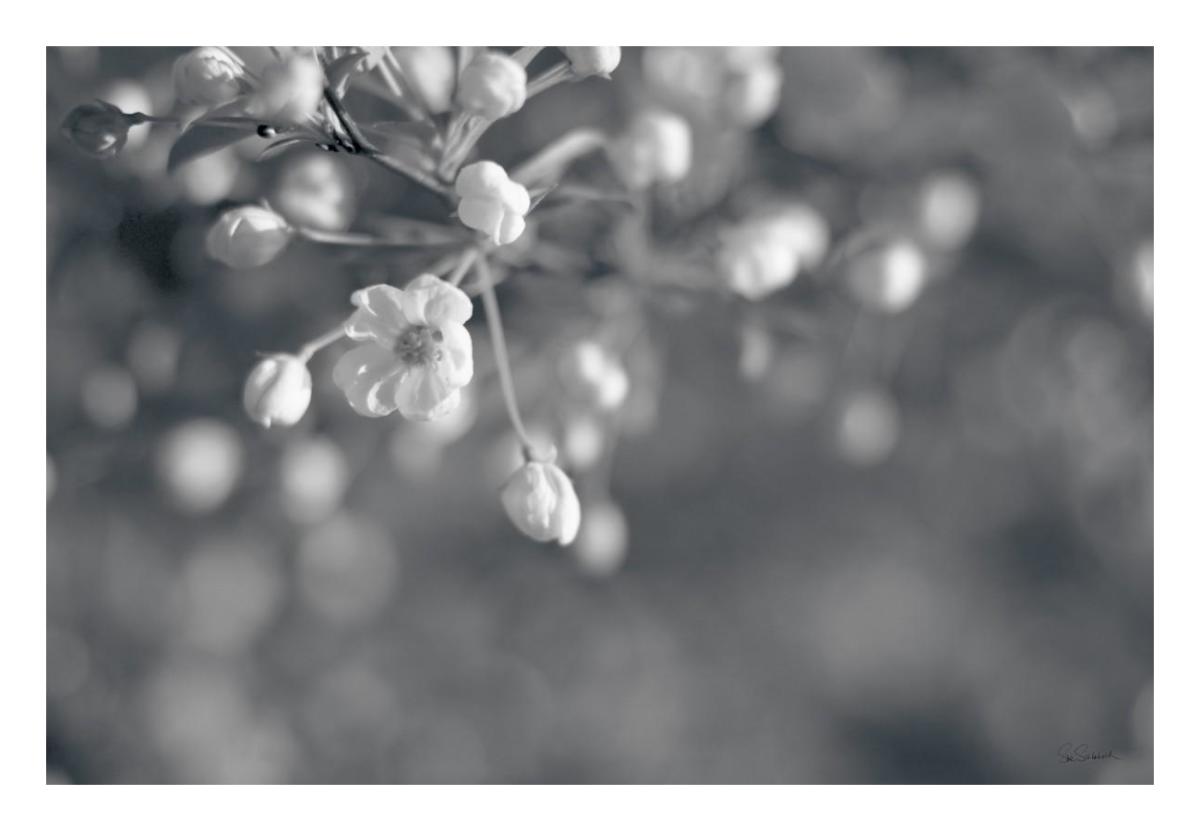 Blush Blossoms II BW -Paper Art-26"x18"