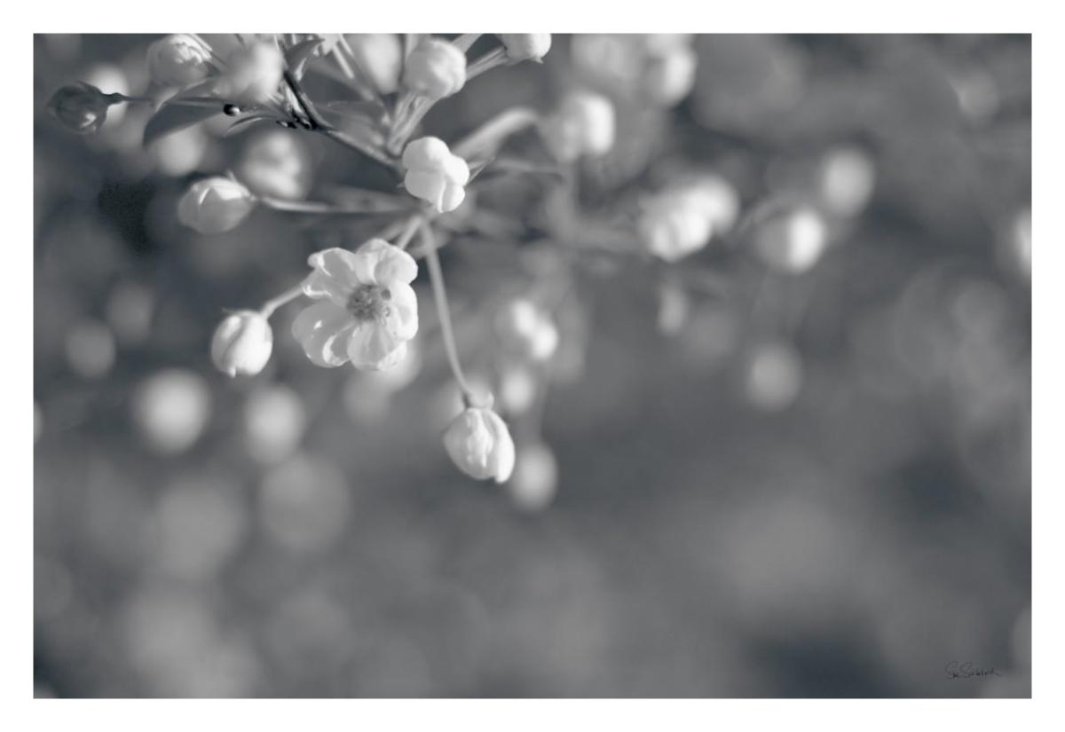 Blush Blossoms II BW -Paper Art-32"x22"