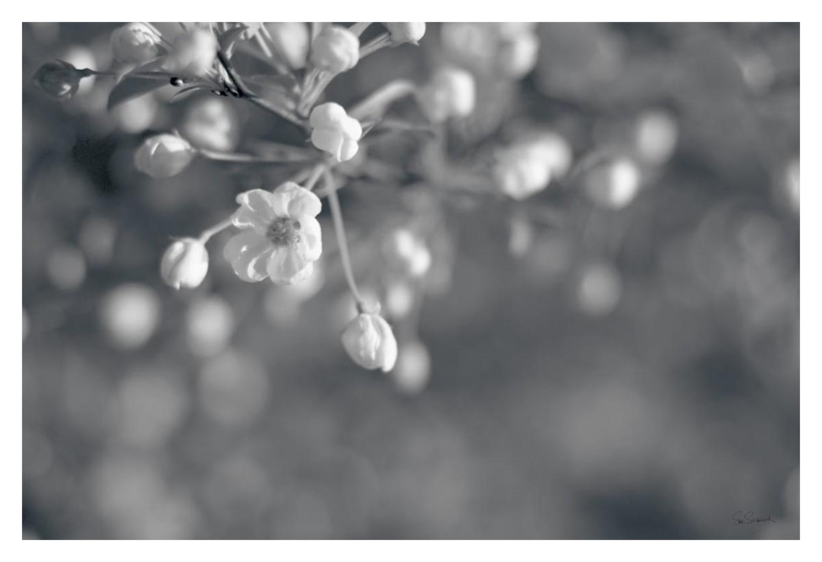 Blush Blossoms II BW -Paper Art-38"x26"