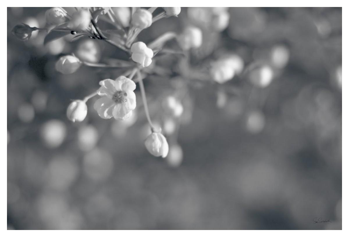 Blush Blossoms II BW -Paper Art-50"x34"