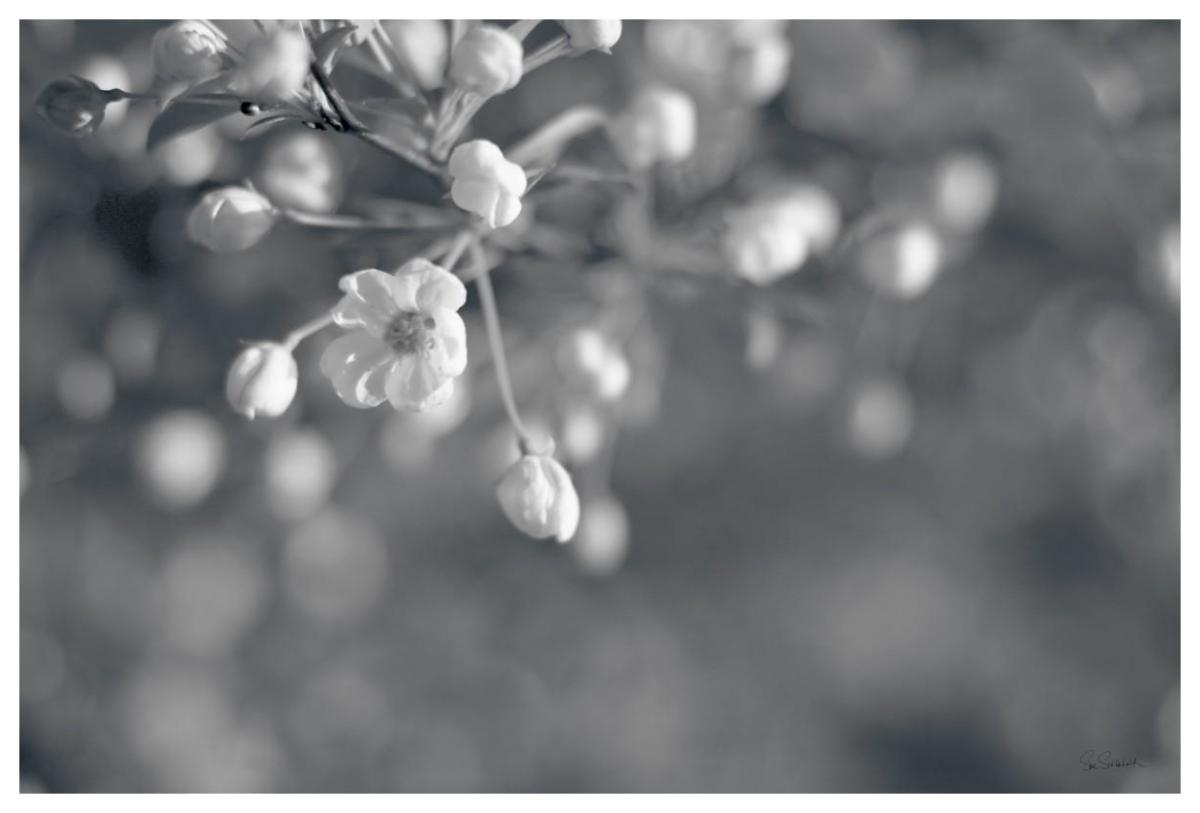 Blush Blossoms II BW -Paper Art-62"x42"