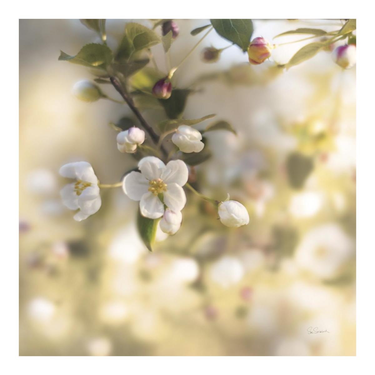 Blush Blossoms I Square Pastel -Paper Art-20"x20"
