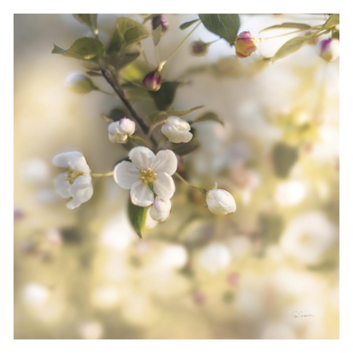 Blush Blossoms I Square Pastel -Paper Art-26"x26"