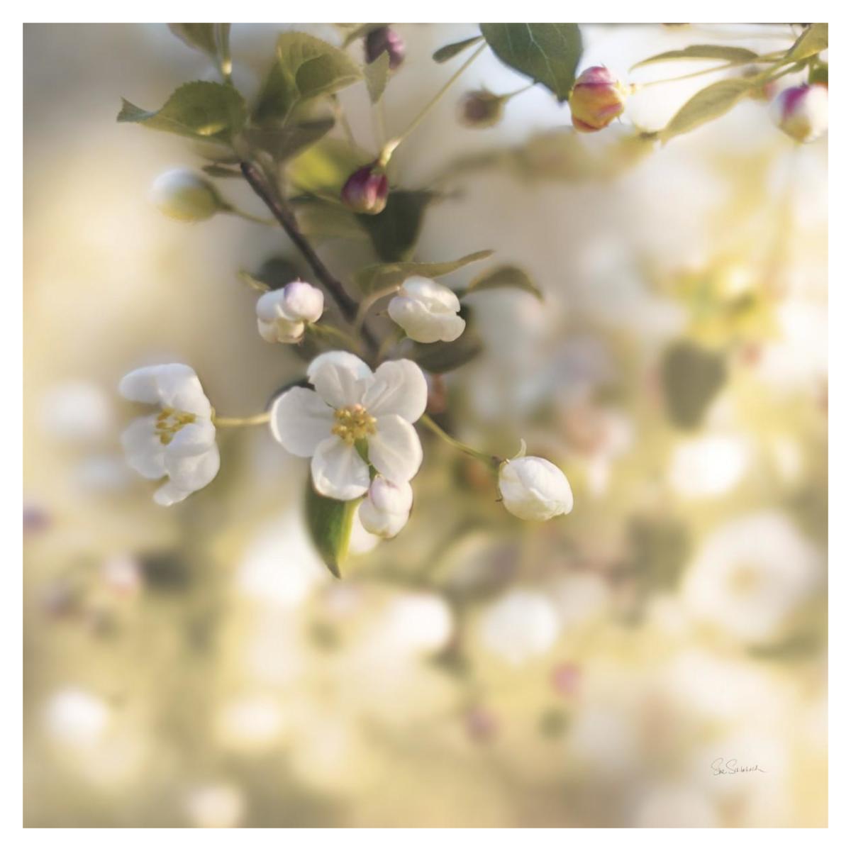 Blush Blossoms I Square Pastel -Paper Art-38"x38"