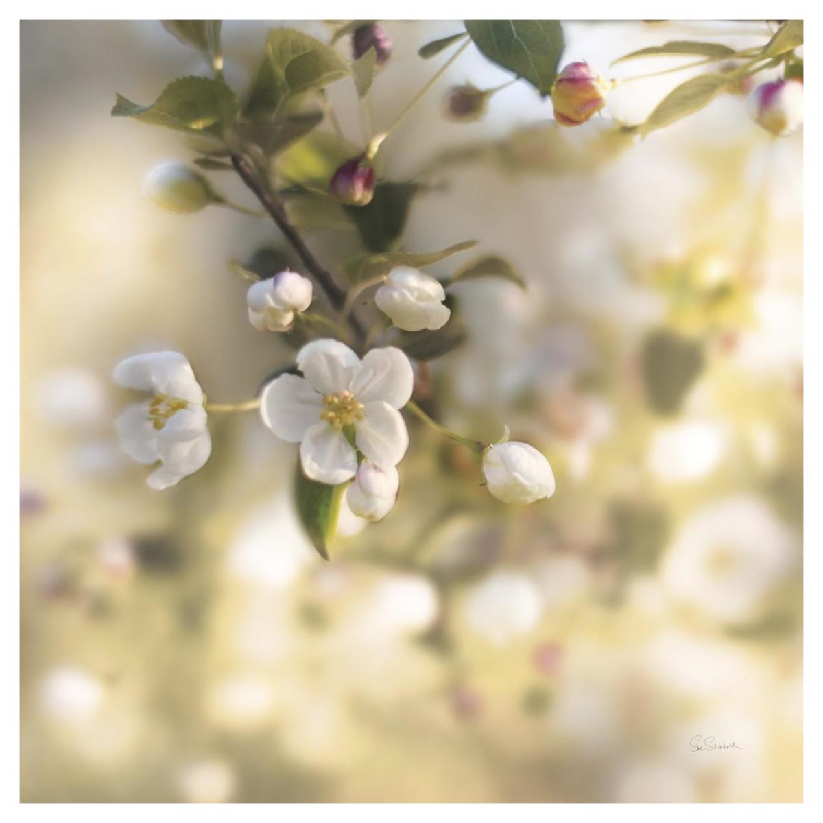 Blush Blossoms I Square Pastel -Paper Art-42"x42"
