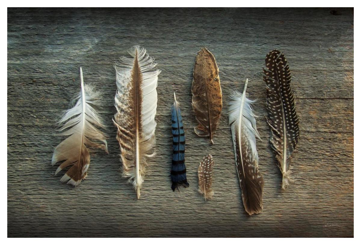 Feather Collection I -Paper Art-50"x34"